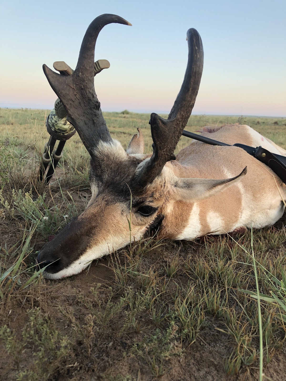 Bugling Bull Outfitters