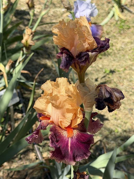 Giardino dell'Iris fotoğraf 1