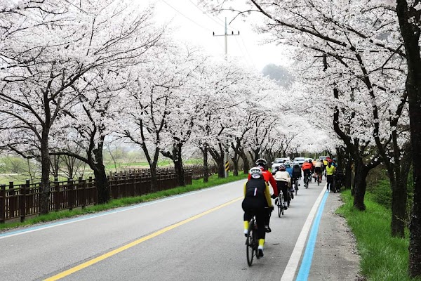 Secret Cherry Blossom Spots in Korea and Japan 16