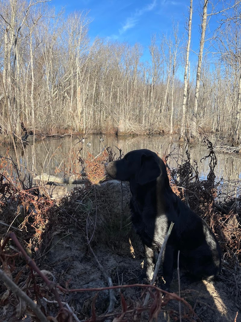 Blazn Guns Duck Hunting Lodge - Photo 6