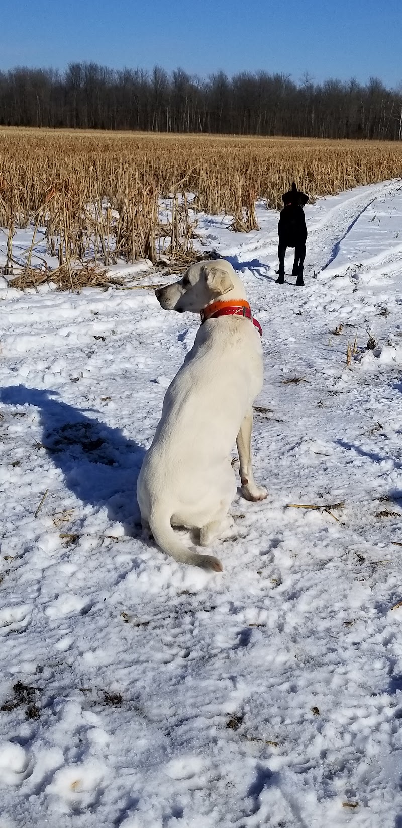 Affordable Upland Pheasant Hunting - Photo 6