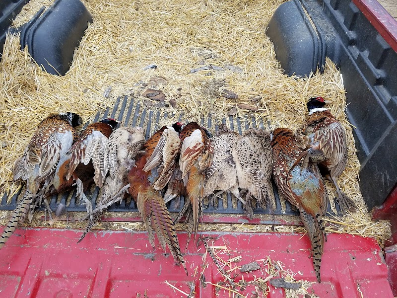 Affordable Upland Pheasant Hunting - Photo 5
