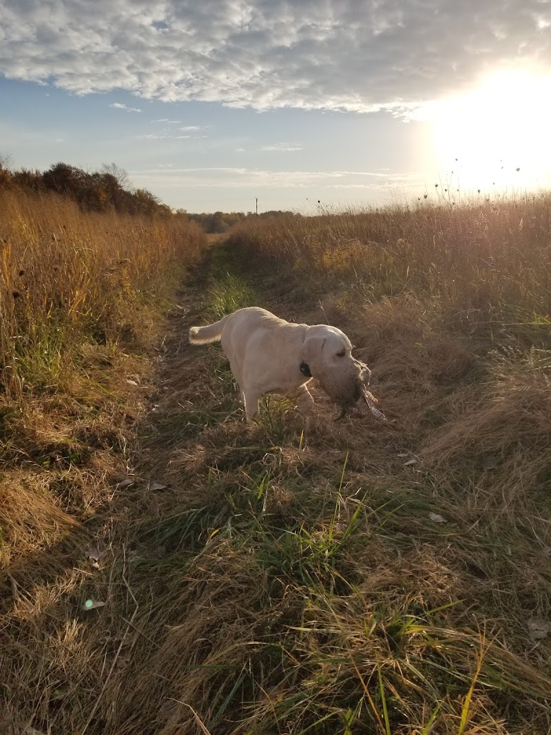 Affordable Upland Pheasant Hunting - Photo 2