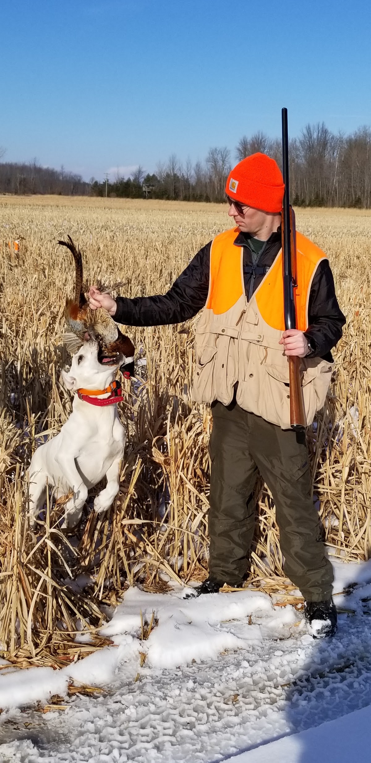 Affordable Upland Pheasant Hunting