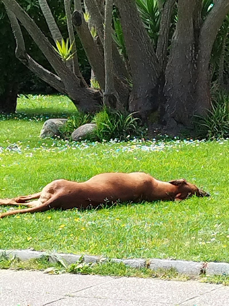 Centro Veterinario Montrove