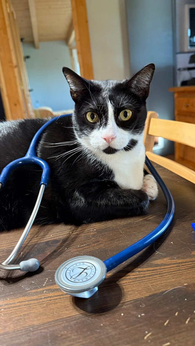 Mi veterinario a domicilio