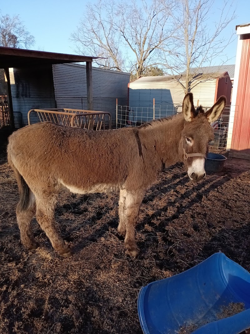 Big Oaks Rescue Farm Large Animals Only - Photo 5