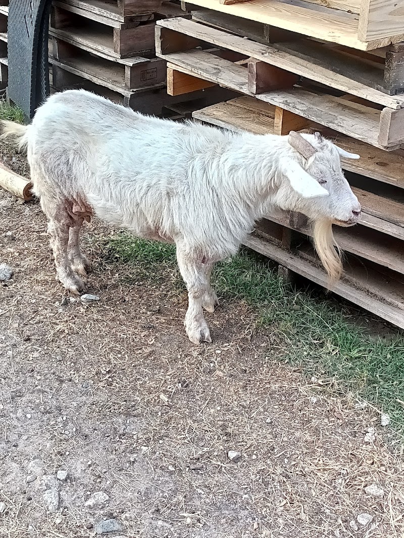 Big Oaks Rescue Farm Large Animals Only - Photo 6