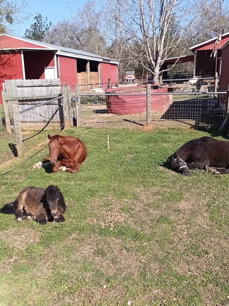 Big Oaks Rescue Farm Large Animals Only - Photo 4
