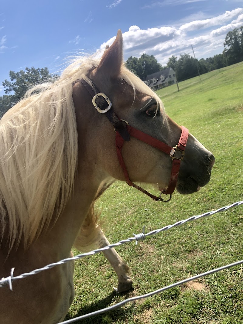 Big Oaks Rescue Farm Large Animals Only - Photo 2