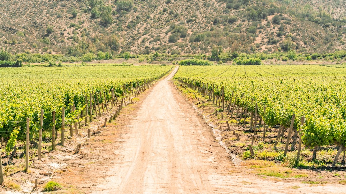 Viña TerraMater