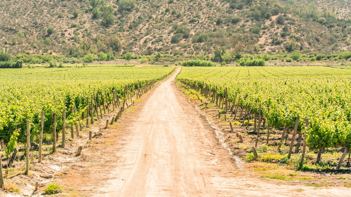 Viña TerraMater