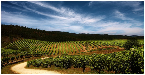 Bodegas Terras Gauda