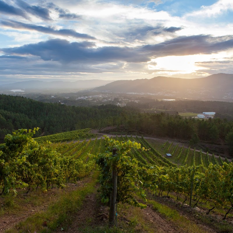 Bodegas Terras Gauda photo 5