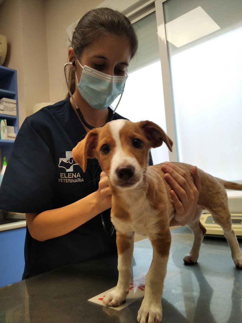 CLÍNICA VETERINARIA FUENSALIDA