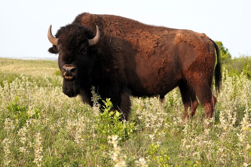 The Bison Ranch Lodge & Outfitters - Photo 5