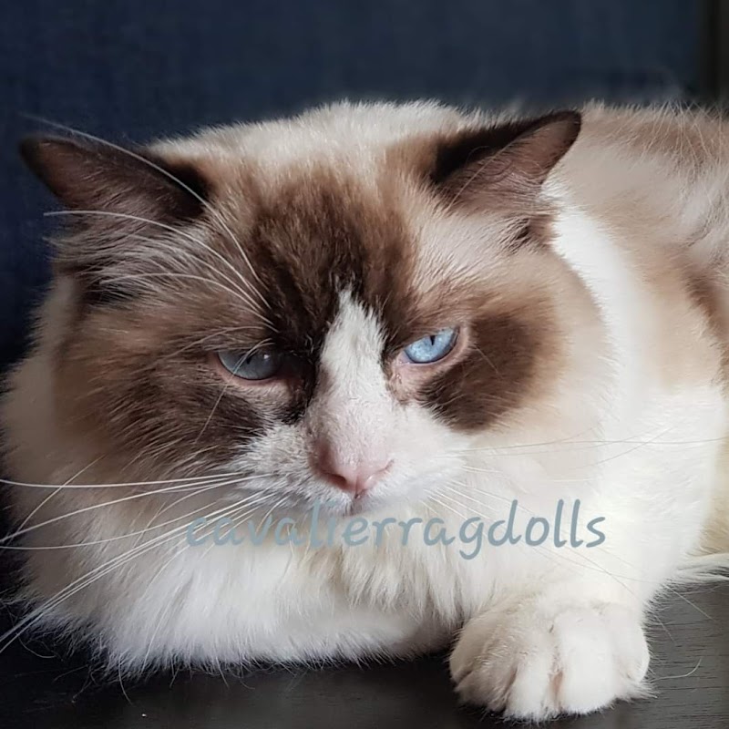 Ragdoll Cat Philippines