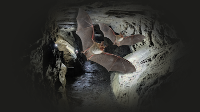 NOCTALIS Welt der Fledermäuse