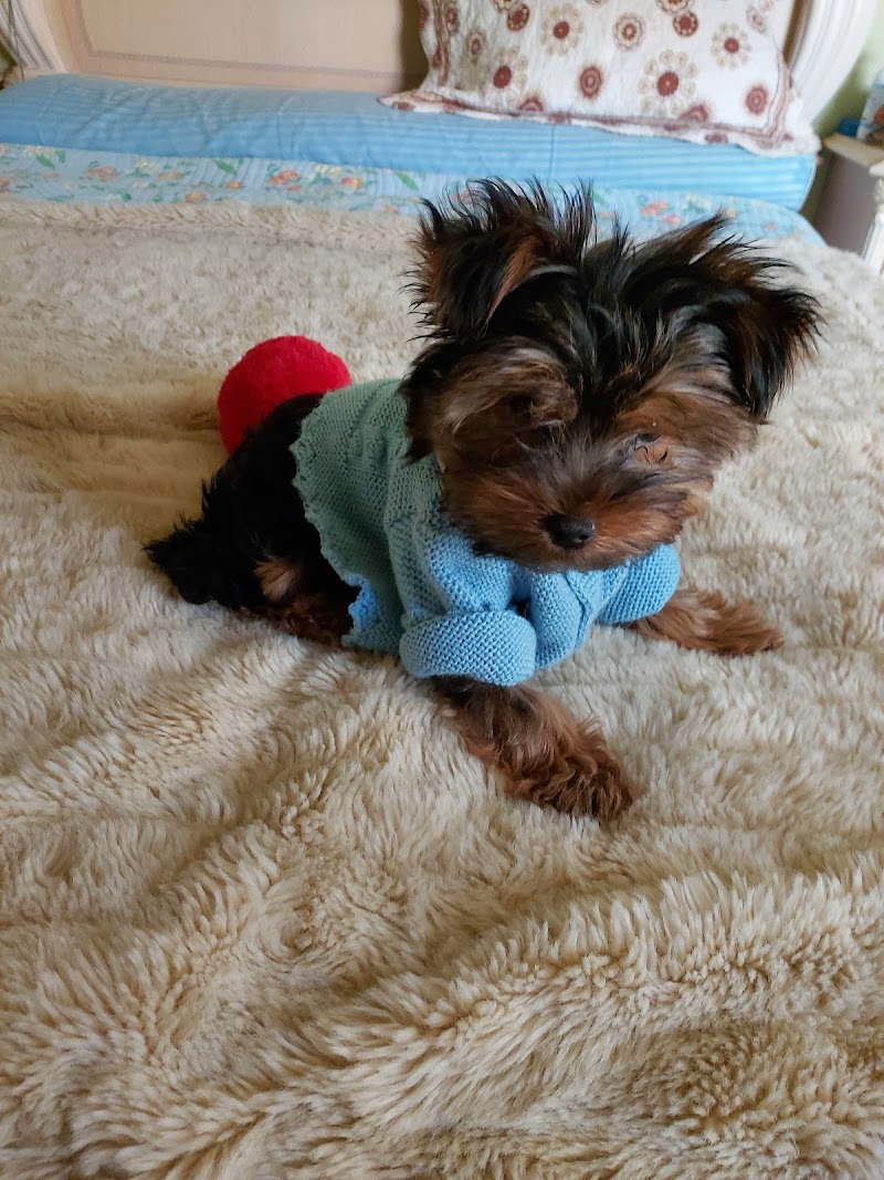 Alcobendas Clínica Veterinaria