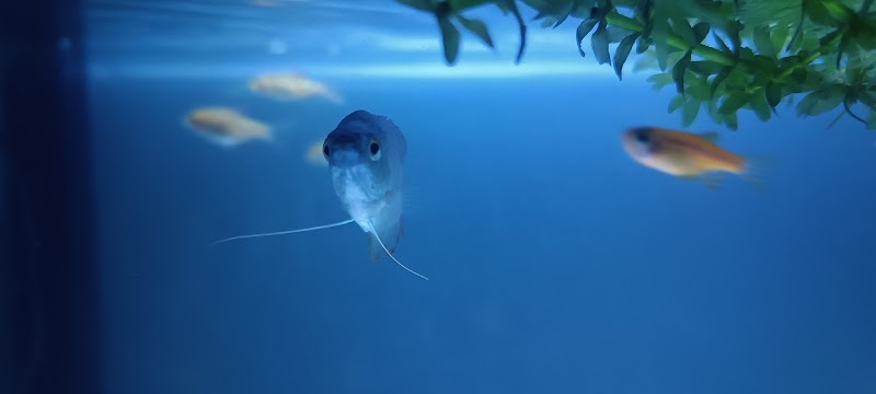 Fresh Aquatics