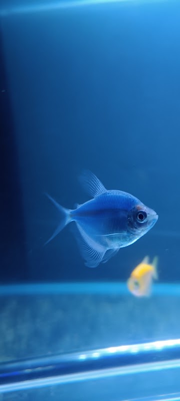 Fresh Aquatics