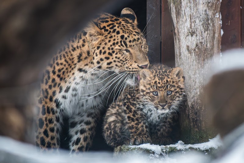 Debrecen Zoo and Amusement Park