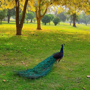 Model Town Park