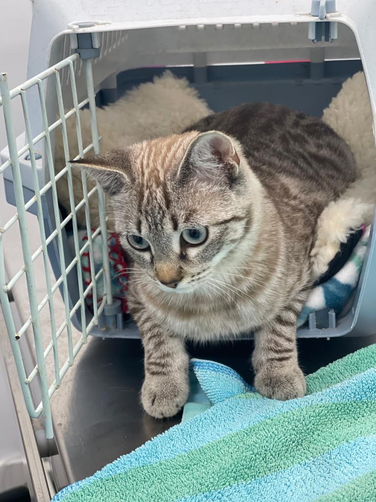 CENTRO VETERINARIO ABC