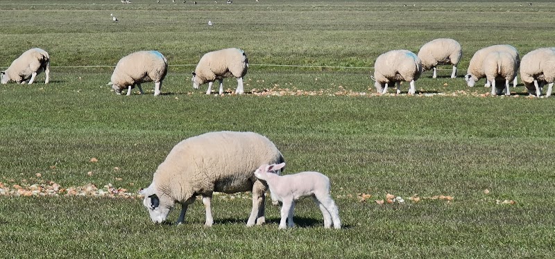 De Woudsedijk-Zuid Rijnsaterwoude