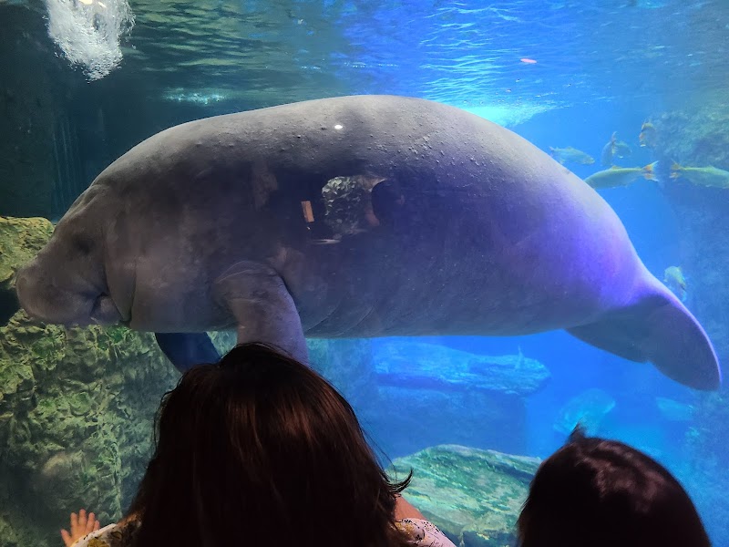 The Dallas World Aquarium photo 3