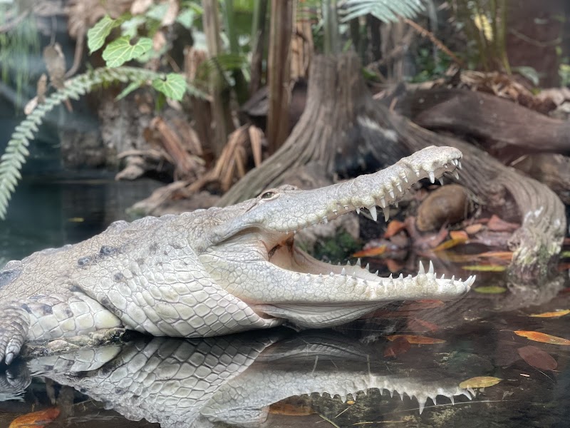 The Dallas World Aquarium photo 8