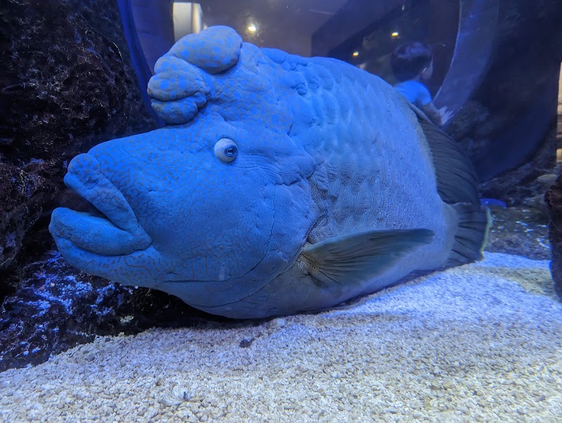 The Dallas World Aquarium photo 7