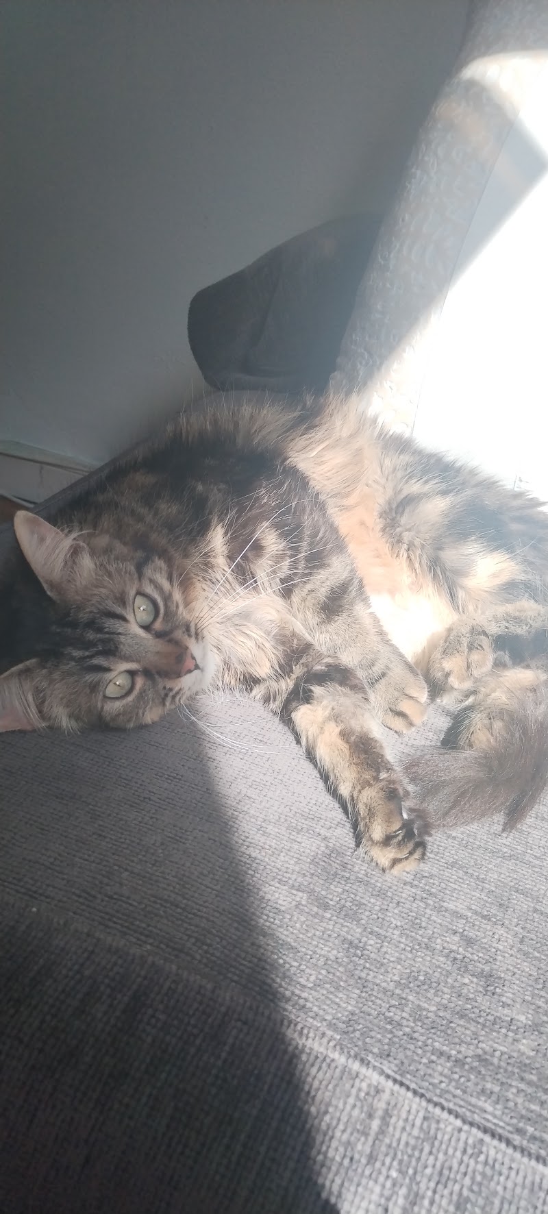 ETXEPET Clínica Veterinaria