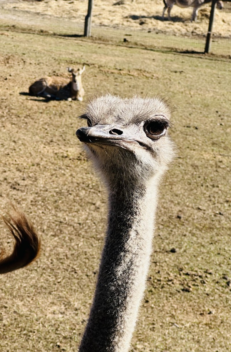 Giraffe Ranch - Photo 2