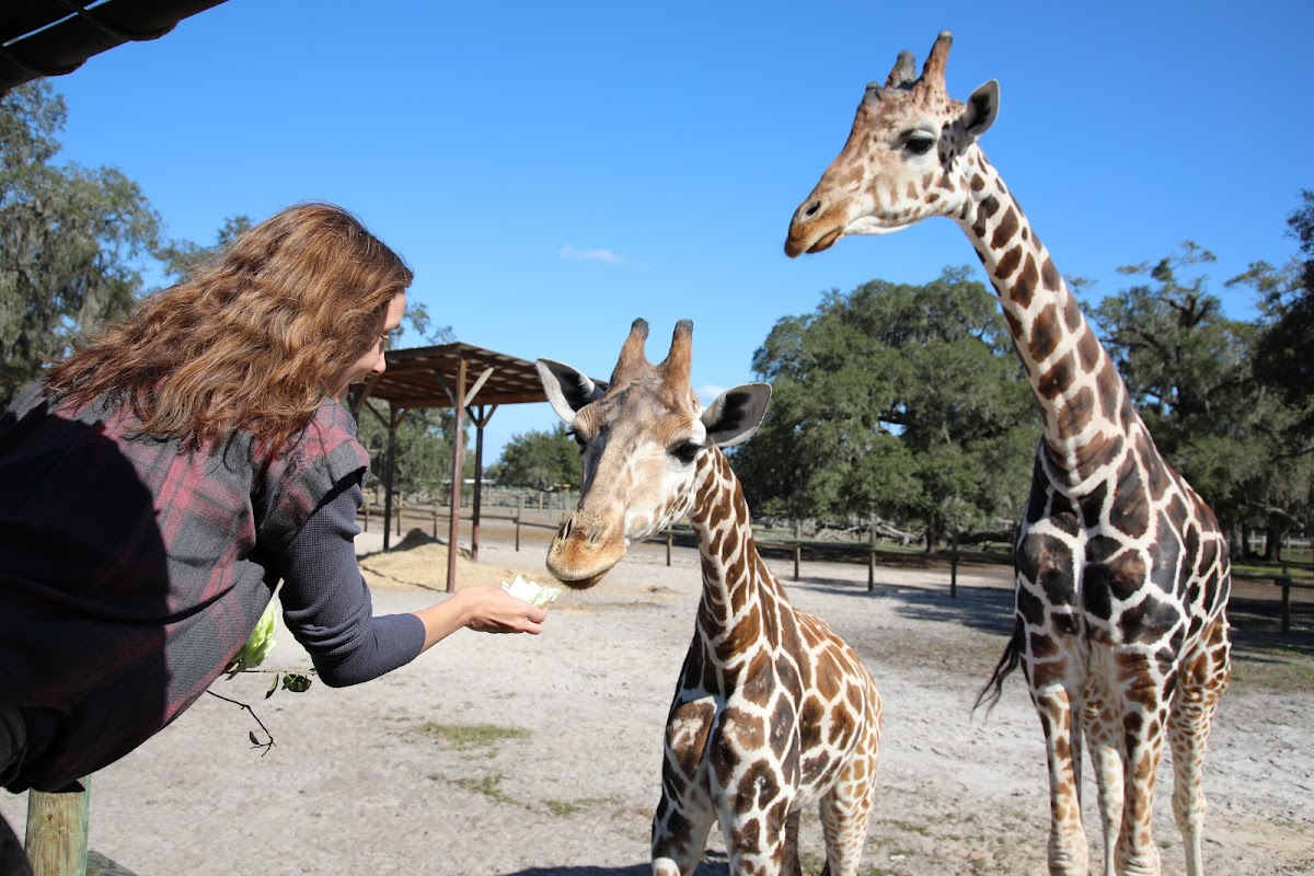 Giraffe Ranch