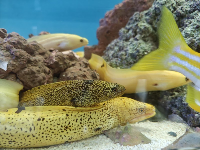 Aquabuzios (Acuario Marino de Buzios)