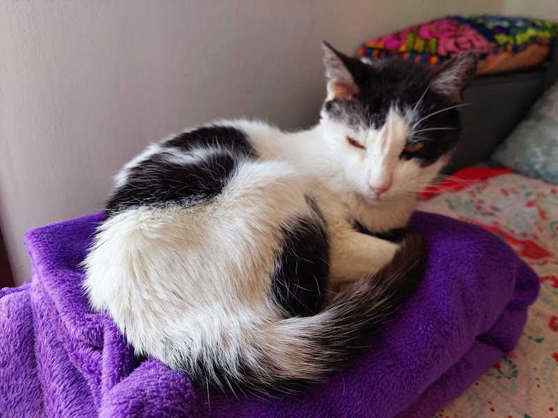 CENTRO VETERINARIO COE