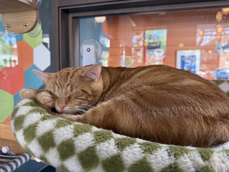 Catzen Coffee photo 4