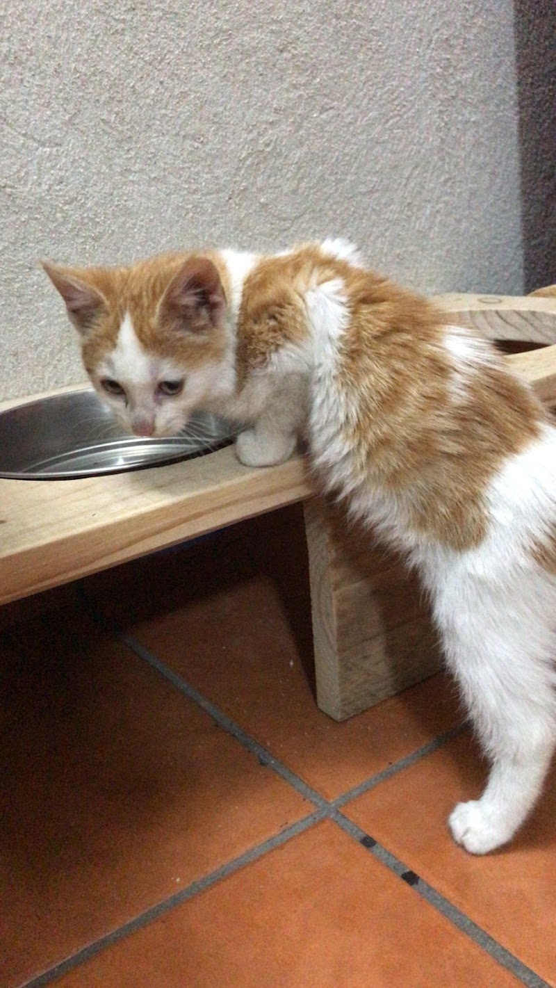 Centro Veterinario Colmillos y Zarpas S.L.