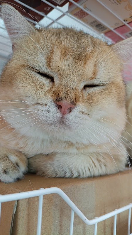 Meowffin Town Cat Cafe