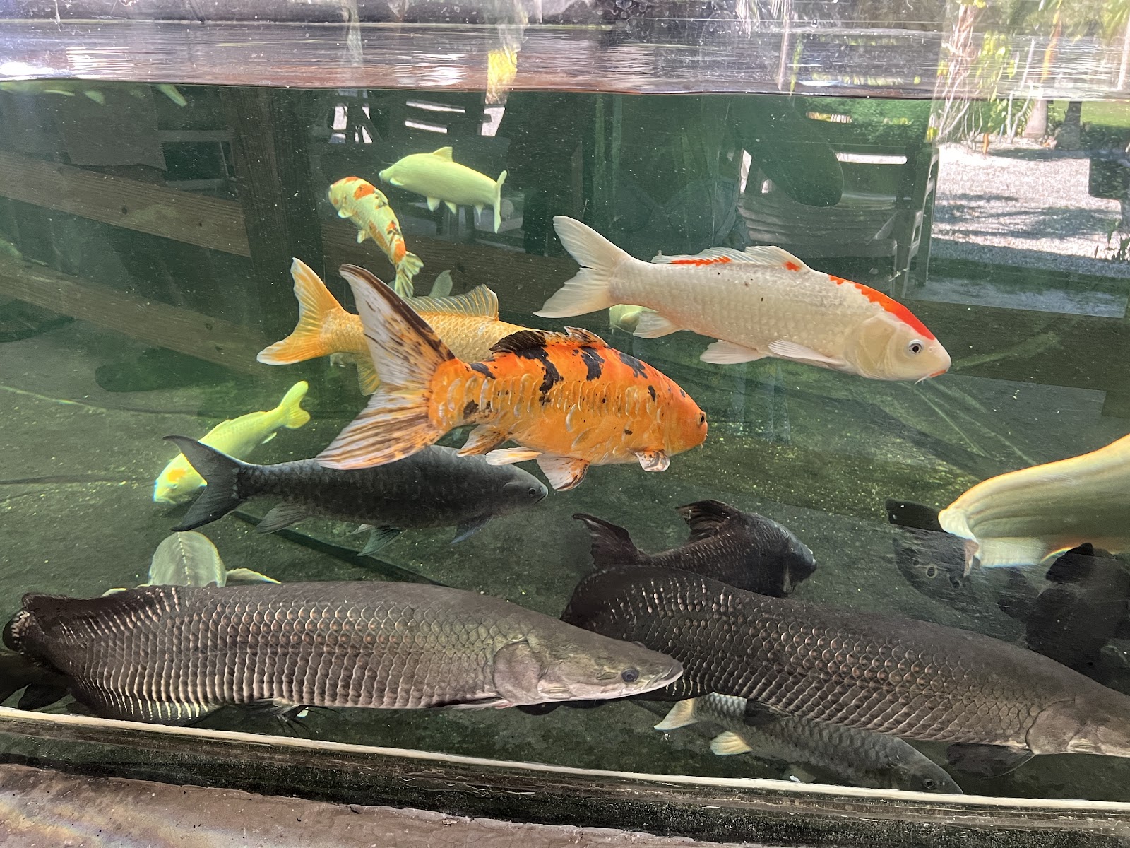 Fish Story Aquarium Attraction & Fish Rescue (open only by APPOINTMENT)