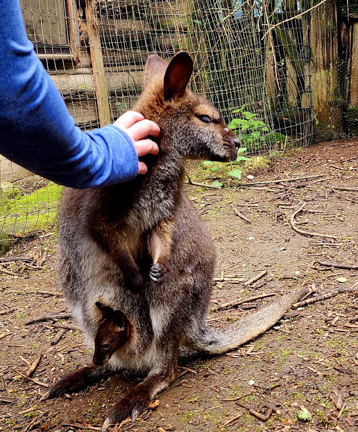 The Outback Kangaroo Farm