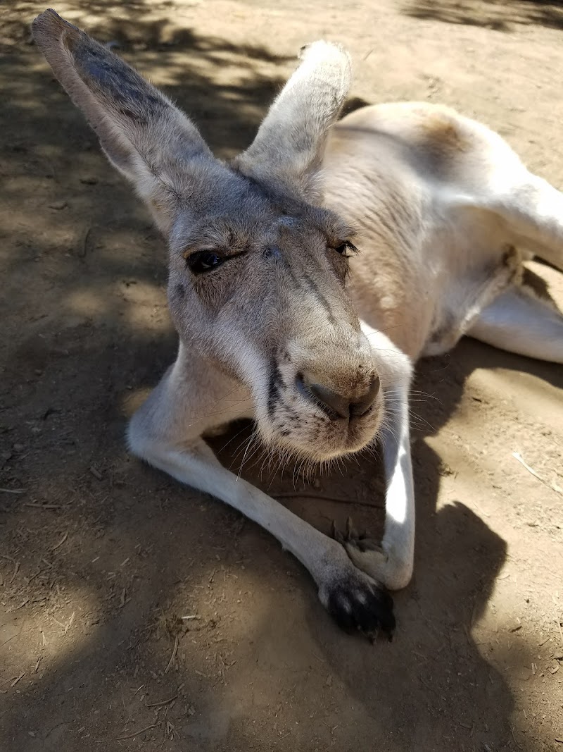 The Outback Kangaroo Farm - Photo 2