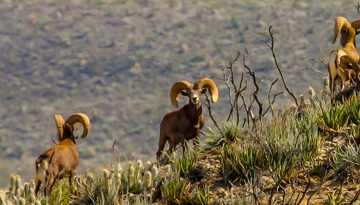 La Palmosa Ranch Desert Bighorn Sheep Hunts