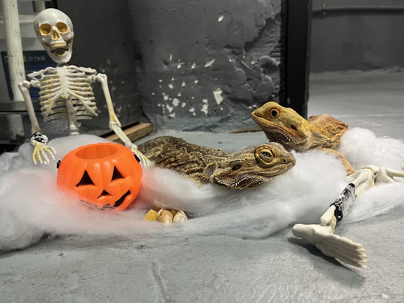 Veterinario Scooby Doo Illescas