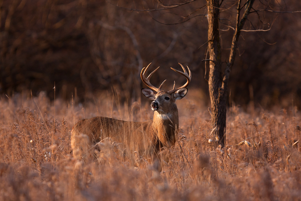 Carter Trophy Whitetails