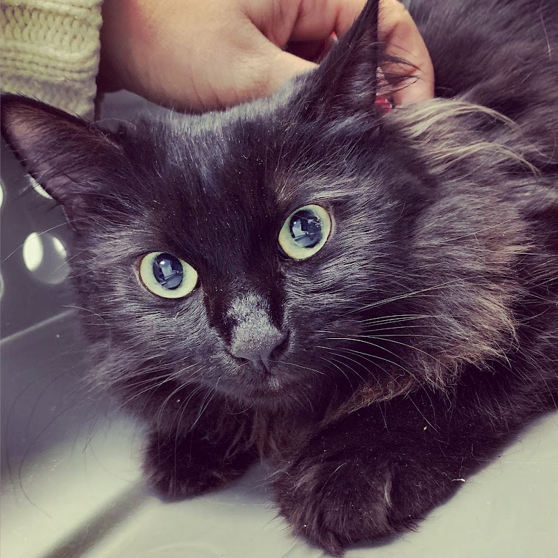 El Trébol Clínica Veterinaria