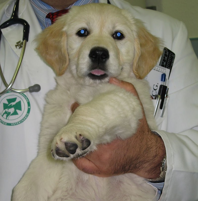 CONSULTA VETERINARIA Dr. Gerardo IBÁÑEZ SÁNCHEZ