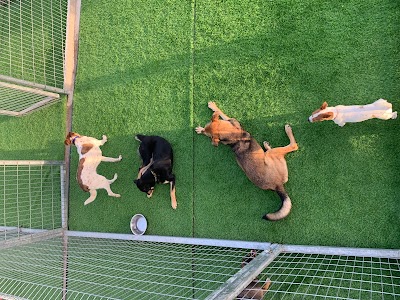 גבעת הכלבים