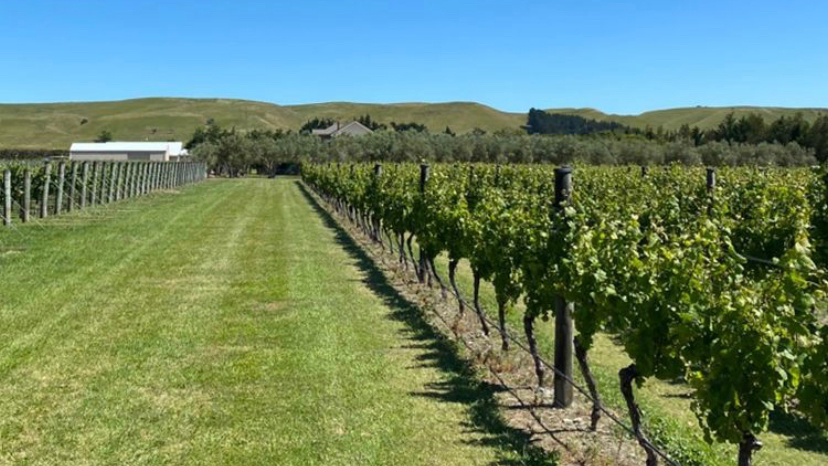 Moy Hall Vineyard - Te Muna